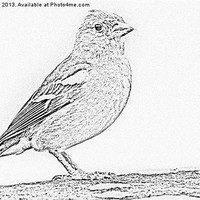 Buy canvas prints of Line Drawing Of A Chaffinch by keith sayer