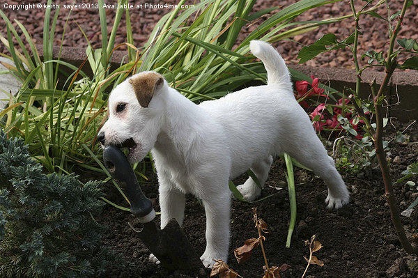 Jack Russell Pup Gardening Picture Board by keith sayer