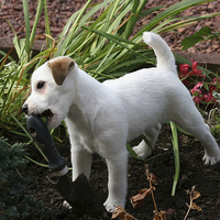 Buy canvas prints of Jack Russell Pup Gardening by keith sayer
