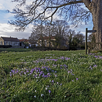 Buy canvas prints of Spring on the village green by keith sayer