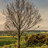 Buy canvas prints of Tree With A View Pinchinthorpe by keith sayer