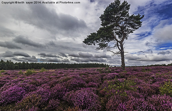  Yorkshire Heather Picture Board by keith sayer