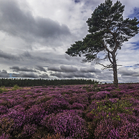Buy canvas prints of  Yorkshire Heather by keith sayer