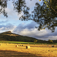Buy canvas prints of  Roseberry Topping Tree by keith sayer