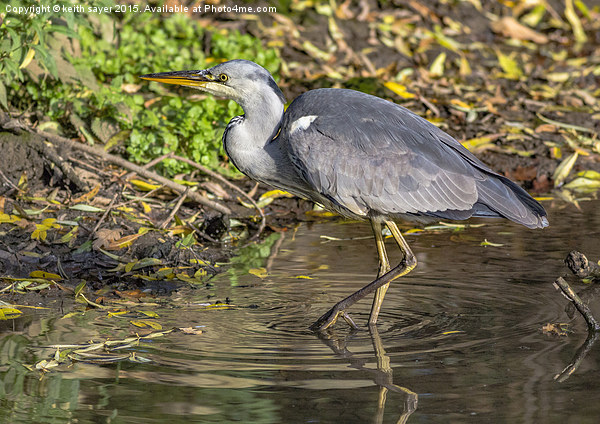  Grey Heron  Picture Board by keith sayer