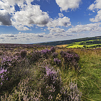 Buy canvas prints of Farndale Moor by keith sayer
