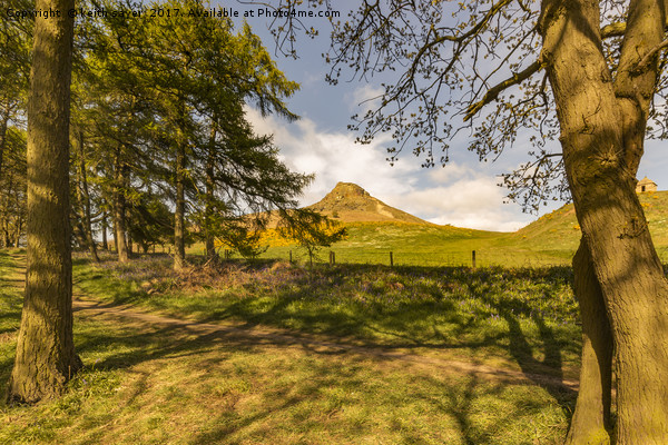 Through the trees to Roseberry Topping Picture Board by keith sayer