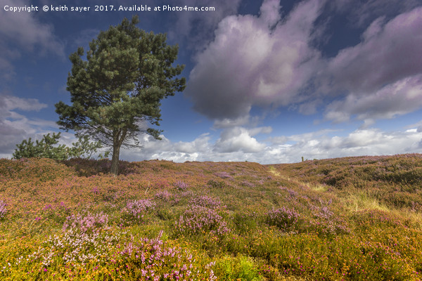 North Yorkshire Moors Picture Board by keith sayer