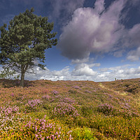Buy canvas prints of North Yorkshire Moors by keith sayer
