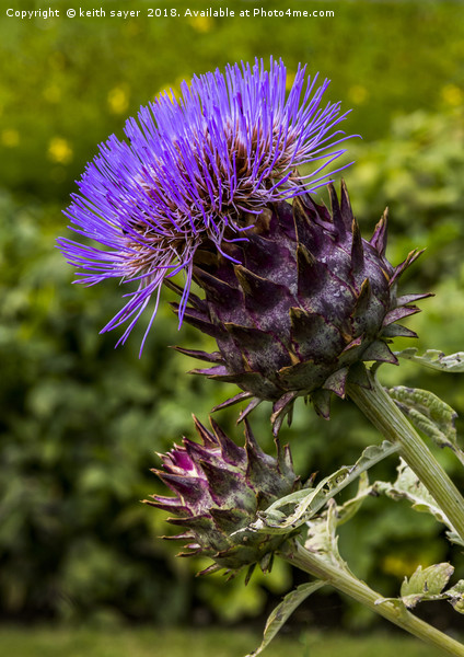 Common Thistle Picture Board by keith sayer