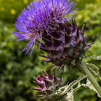 Buy canvas prints of Common Thistle by keith sayer