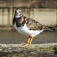 Buy canvas prints of Turnstone Whitby North Yorkshire by keith sayer