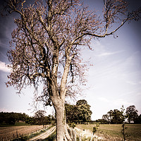 Buy canvas prints of Tree showing its age by keith sayer