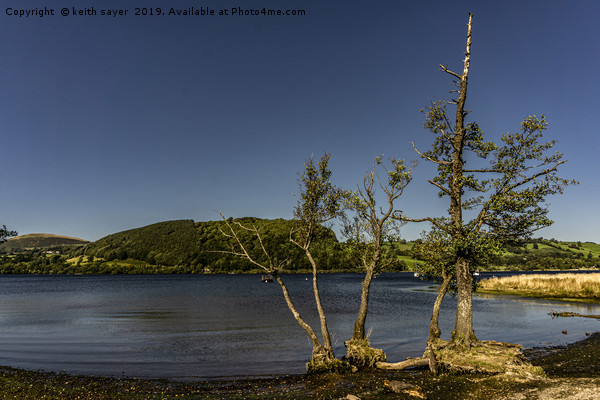 Trees on Ullswater Picture Board by keith sayer