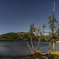 Buy canvas prints of Trees on Ullswater by keith sayer
