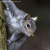 Buy canvas prints of  Grey Squirrel  by keith sayer