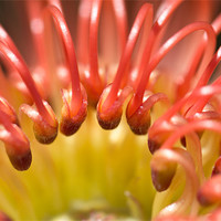Buy canvas prints of Red Pincushion Protea flower by Elizma Fourie