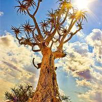 Buy canvas prints of Quiver Tree by Elizma Fourie