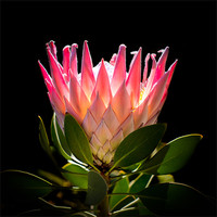 Buy canvas prints of King Protea by Elizma Fourie