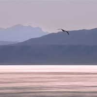 Buy canvas prints of Coastline with seagull by Elizma Fourie
