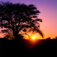 Buy canvas prints of Sunset in the Kalahari by Elizma Fourie