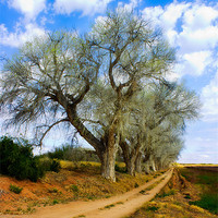 Buy canvas prints of Trees along a dirt Road by Elizma Fourie