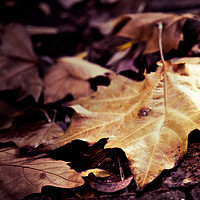 Buy canvas prints of Autumn Leaves by Elizma Fourie