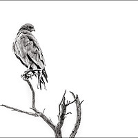 Buy canvas prints of Southern Pale Chanting Goshawk by Elizma Fourie