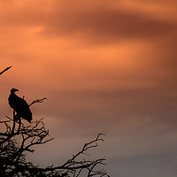 Buy canvas prints of Vulture at sunset by Elizma Fourie