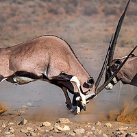 Buy canvas prints of Fighting Oryx by Elizma Fourie