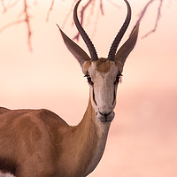 Buy canvas prints of Portrait of a springbuck by Elizma Fourie