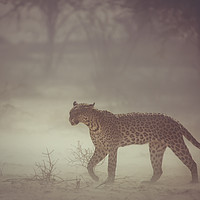 Buy canvas prints of Leopard in a dust strom by Elizma Fourie