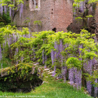 Buy canvas prints of Italian Gardens - Romantic Garden of Ninfa 5 by Jenny Rainbow