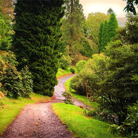 Buy canvas prints of Pleasant Path. Benmore Botanical Garden. Scotland by Jenny Rainbow