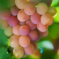 Buy canvas prints of Harvest Time. Sunny Grapes by Jenny Rainbow