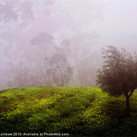 Buy canvas prints of Ghost Tree in the Haunted Forest. Nuwara Eliya. Sr by Jenny Rainbow