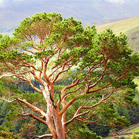 Buy canvas prints of Mountain Pine Tree in Wicklow. Ireland by Jenny Rainbow