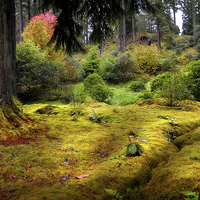 Buy canvas prints of Colorful Carpet of Moss in Benmore Botanical Garde by Jenny Rainbow