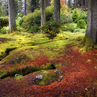 Buy canvas prints of Colorful Carpet of Moss in Benmore Botanical Garde by Jenny Rainbow