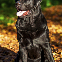 Buy canvas prints of Black Labrador Retriever in Autumn by Jenny Rainbow
