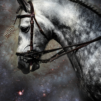 Buy canvas prints of The Horse Among the Stars by Jenny Rainbow