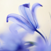 Buy canvas prints of Blue Light. The Wild Hyacinth by Jenny Rainbow