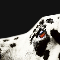 Buy canvas prints of The Amber Eye. Kokkie. Dalmation Dog by Jenny Rainbow