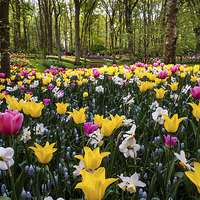 Buy canvas prints of Colorful Corner Of The Keukenhof Garden 1. Tulips  by Jenny Rainbow