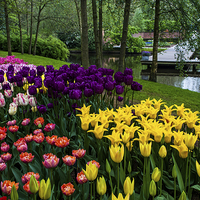 Buy canvas prints of Colorful Corner of the Keukenhof Garden. Tulips Di by Jenny Rainbow