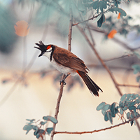 Buy canvas prints of  Red-whiskered Bulbul. Nature In Alien Skin. Verti by Jenny Rainbow