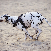 Buy canvas prints of  Speedy Girl. Kokkie. Dalmatian Dog by Jenny Rainbow