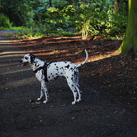 Buy canvas prints of  Alone in the Woods. Kokkie. Dalmatian Dog  by Jenny Rainbow