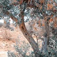 Buy canvas prints of  Silver Olive Trees. Nature in Alien Skin by Jenny Rainbow