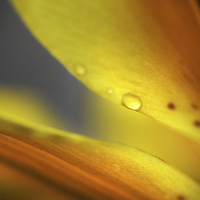 Buy canvas prints of  Enlightenment. Lily Macro  by Jenny Rainbow